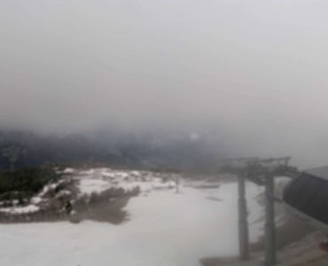 Webcam Grizzly